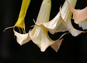 Dancing In The Wind